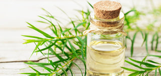 Teebaum: Eigenschaften und Verwendung in der Aromatherapie