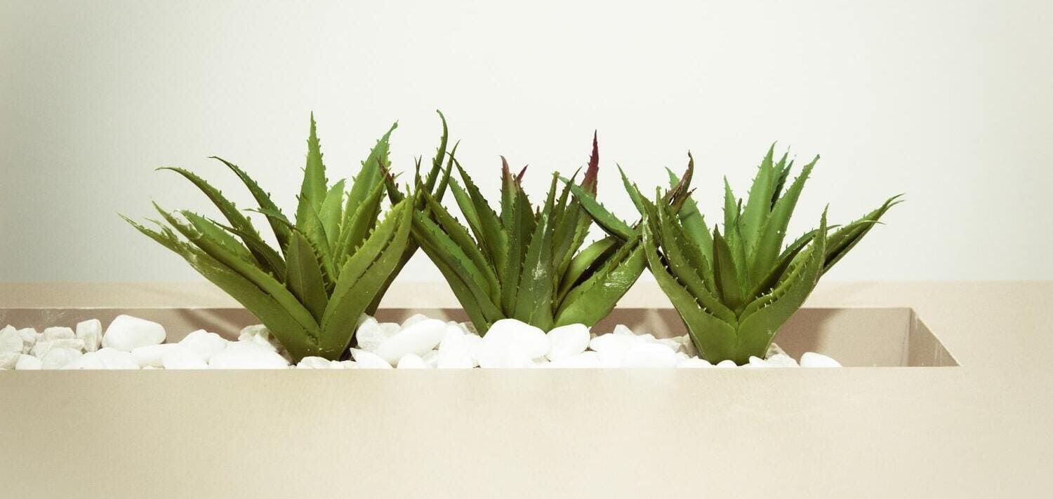 Entdecke die Eigenschaften der Aloe vera für das Haar