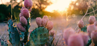 Entdecke die Eigenschaften des Kaktus in der Kosmetik