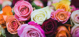 Die Rose ist eine der am häufigsten verwendeten Blumen in der Welt der Parfümerie