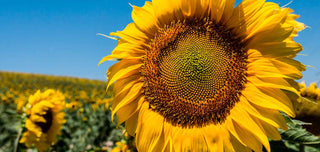 Finden Sie heraus, ob Sonnenblumenkerne Dickmacher sind und welche Eigenschaften sie für den Körper haben
